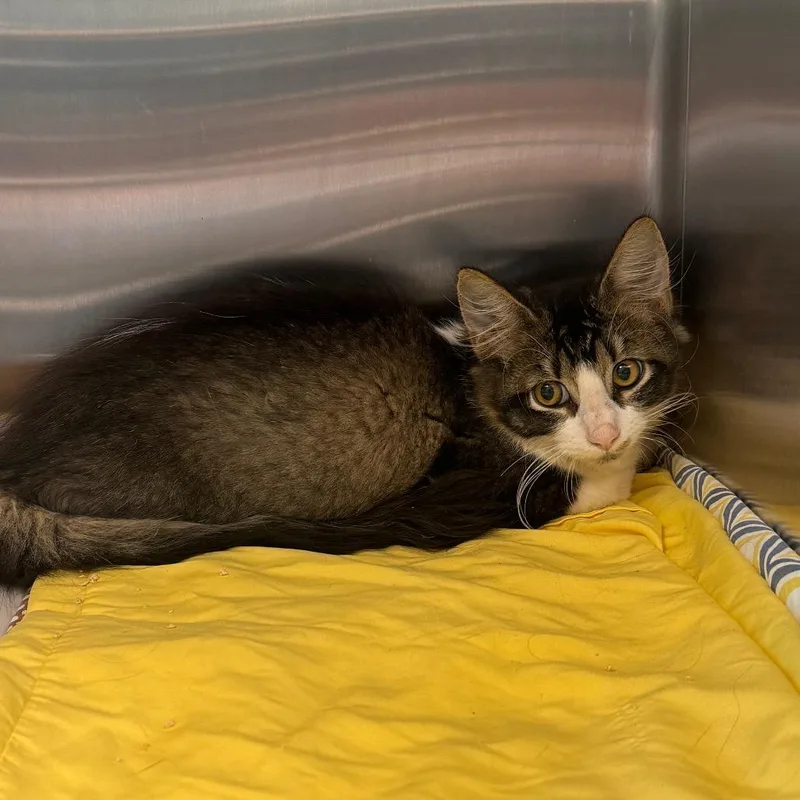 A baby medium-sized female Domestic Medium Hair cat named Sophia for adoption in Tampa, FL