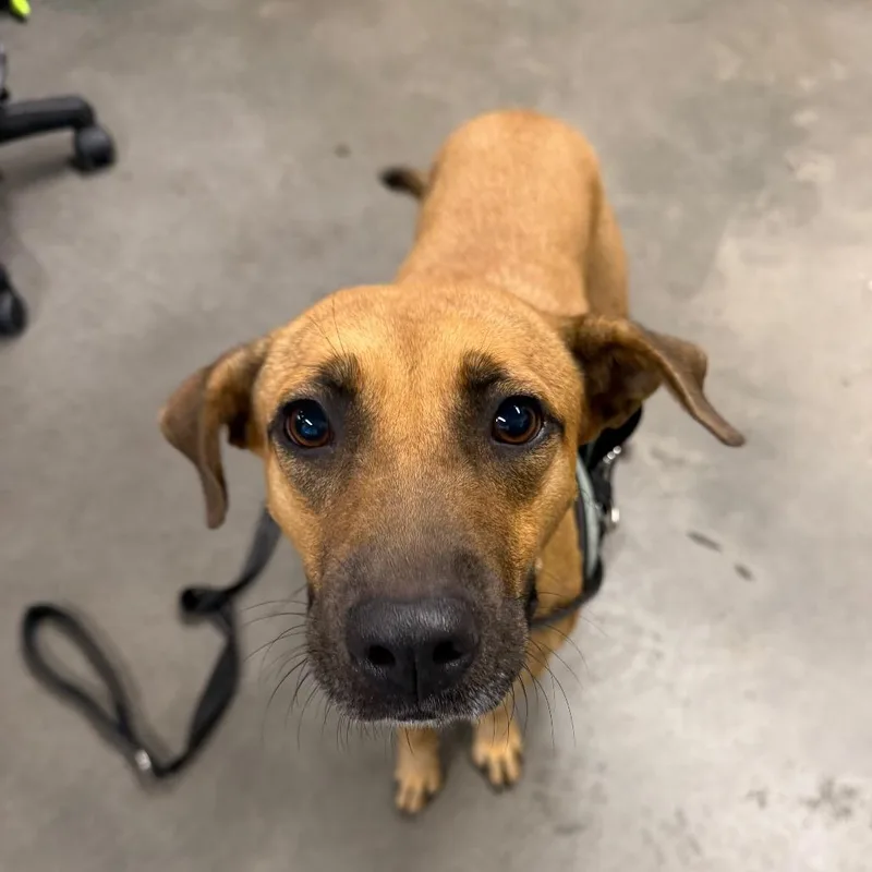 An adult medium-sized female Yellow / Tan / Blond / Fawn Black Mouth Cur dog named Sandy for adoption in Tampa, FL