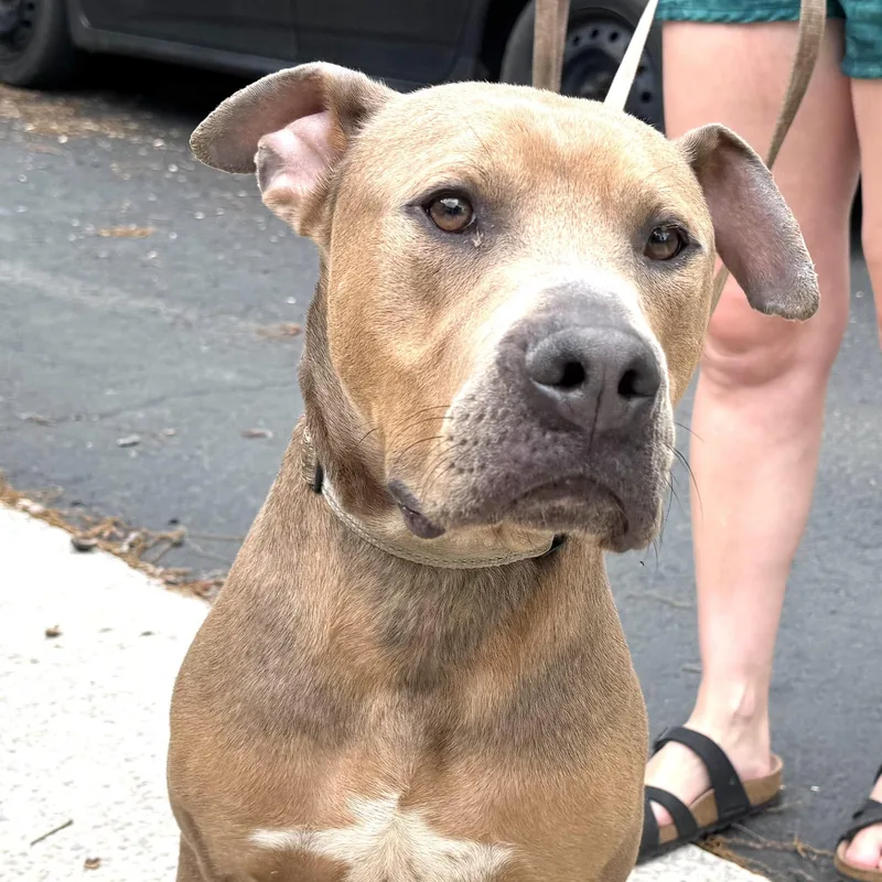 Scooby S thumbnail 2