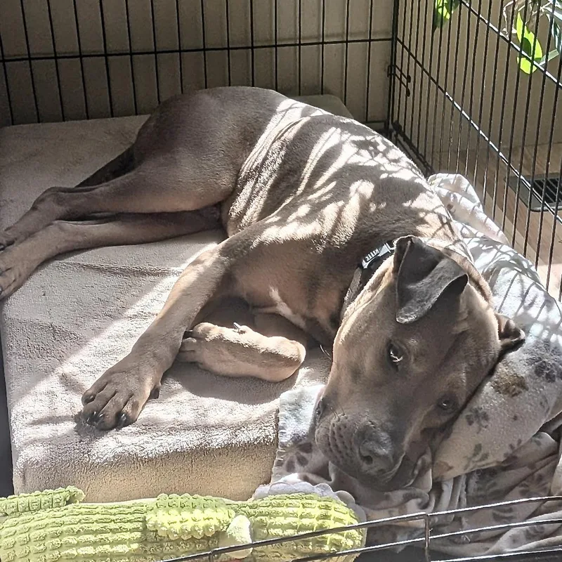 Scooby S thumbnail 3