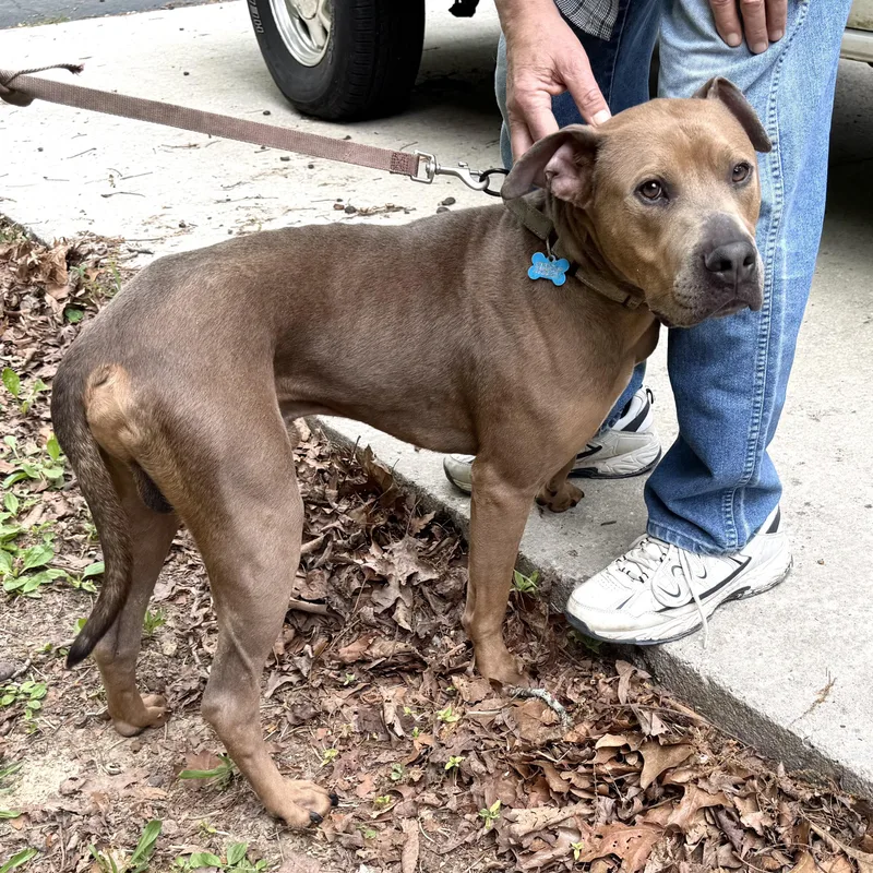 Scooby S thumbnail 4