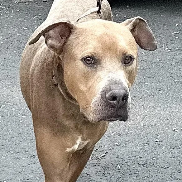 Scooby S thumbnail 5