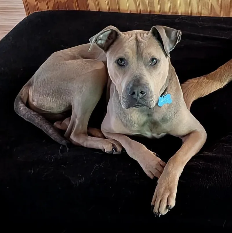 A young large-sized male Apricot / Beige American Bulldog dog named Scooby S for adoption in Sequatchie, TN