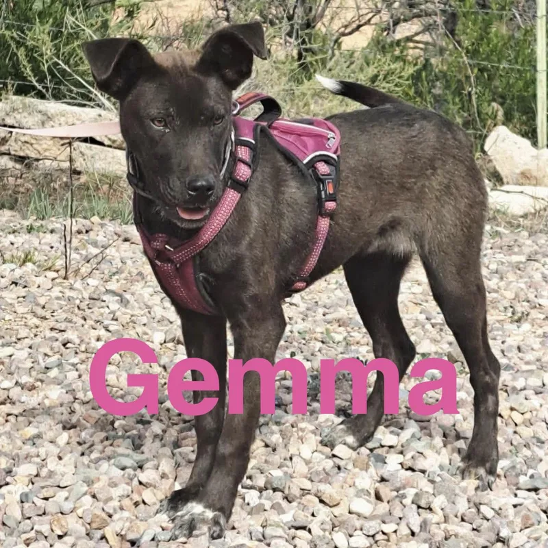 Gemma