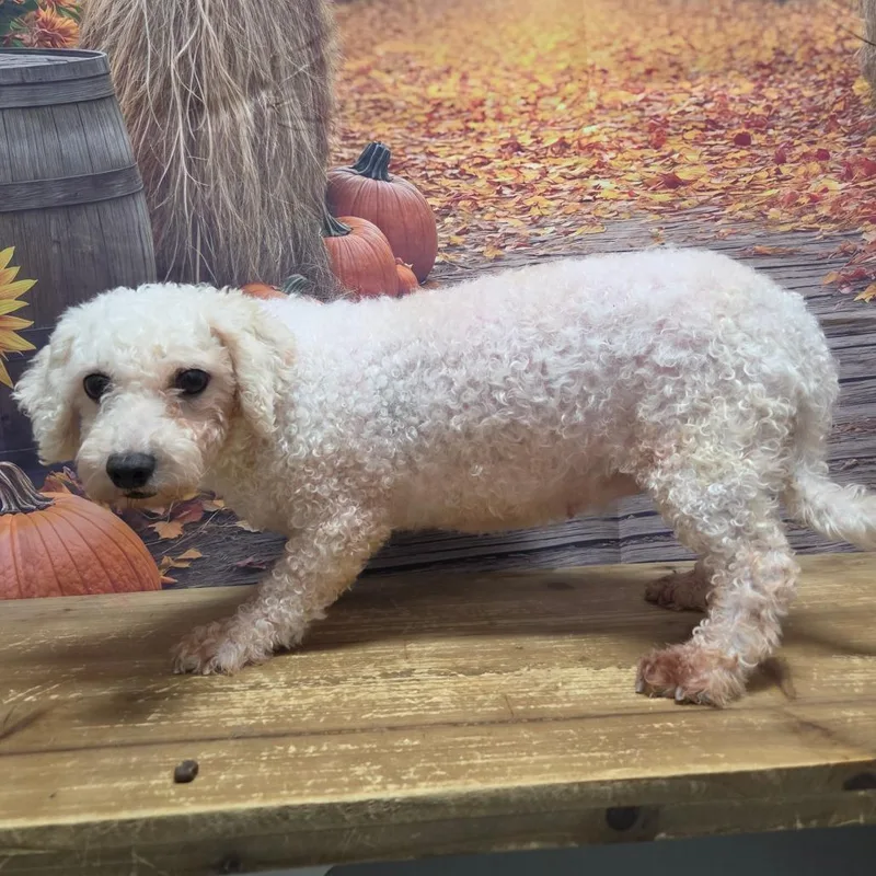 A senior small-sized female White / Cream Bichon Frise dog named Milly for adoption in Normal, IL