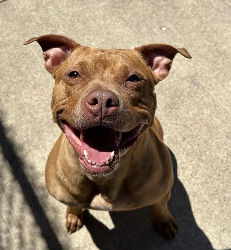 A young medium-sized female Brown / Chocolate Pit Bull Terrier dog named Cheerleader for adoption in Chicago, IL