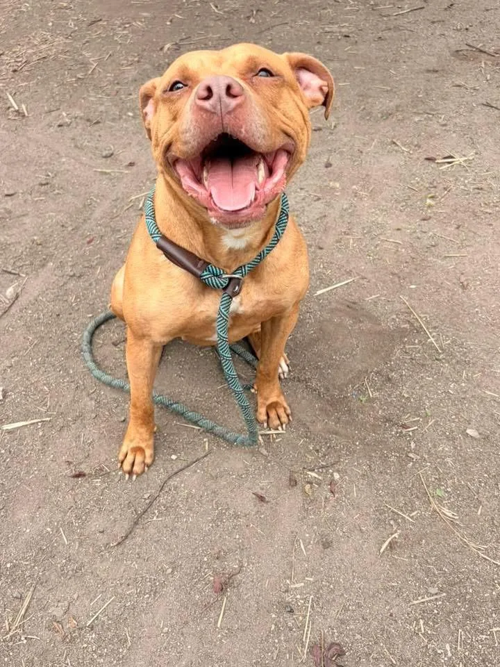 Cheerleader thumbnail 4