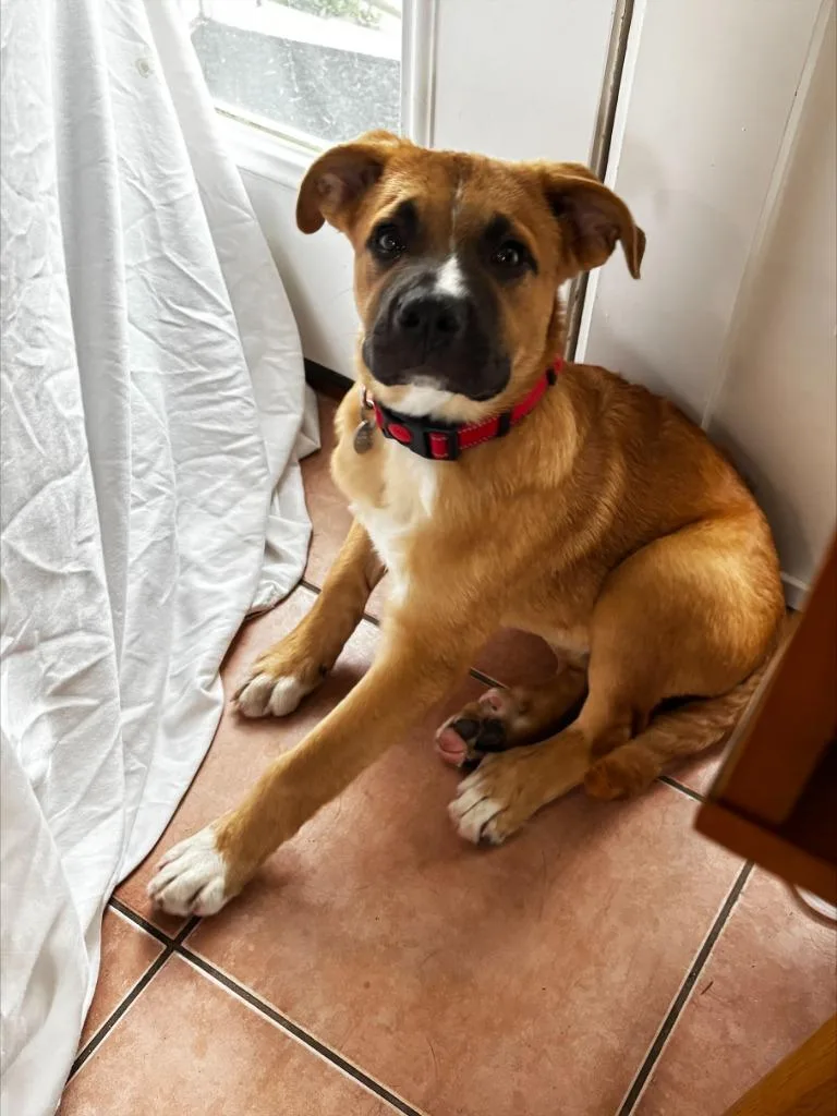 A baby large-sized male Boxer dog named Arch for adoption in Salt Lake City, UT