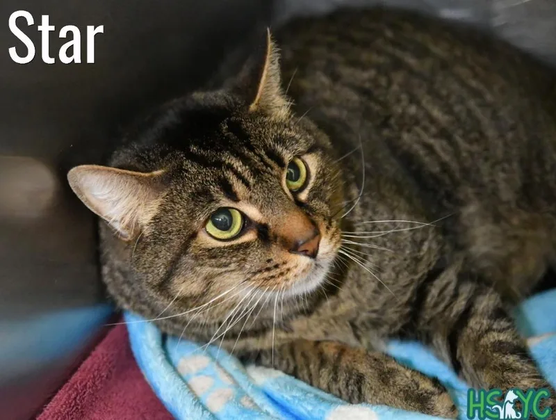 An adult medium-sized female Domestic Short Hair cat named Star for adoption in Fort Mill, SC