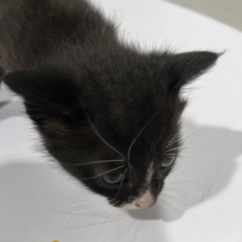 A baby small-sized male Black Domestic Short Hair cat named Desin for adoption in Tampa, FL