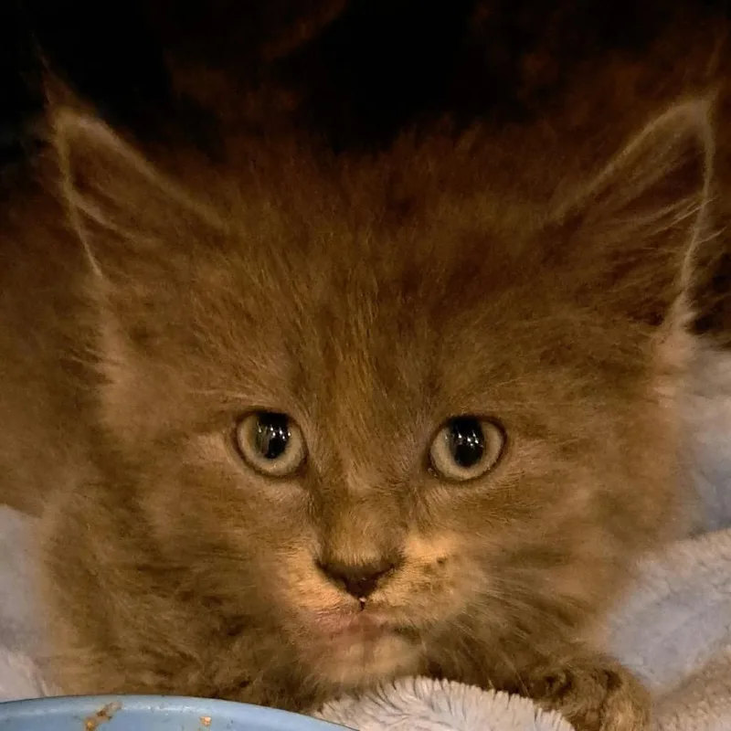 A baby small-sized male Gray / Blue / Silver Domestic Short Hair cat named Dodger for adoption in Green Forest, AR