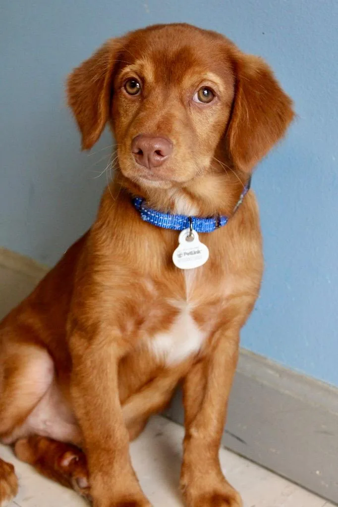 A baby medium-sized male Mixed Breed dog named Blue Collar for adoption in Morgantown, KY
