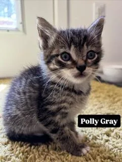 A baby medium-sized female Brown / Chocolate Domestic Short Hair cat named Polly Gray for adoption in Portland, OR