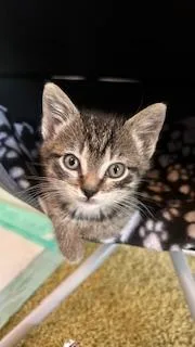 Polly Gray thumbnail 2