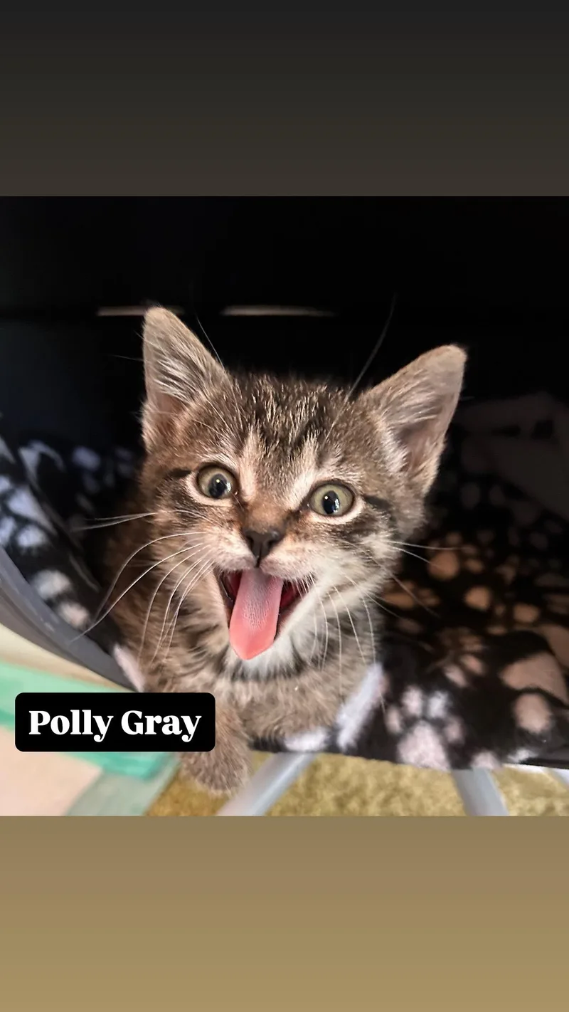 Polly Gray thumbnail 3