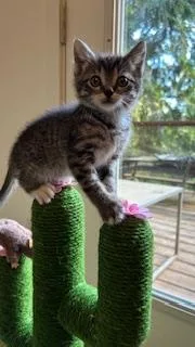 Polly Gray thumbnail 4