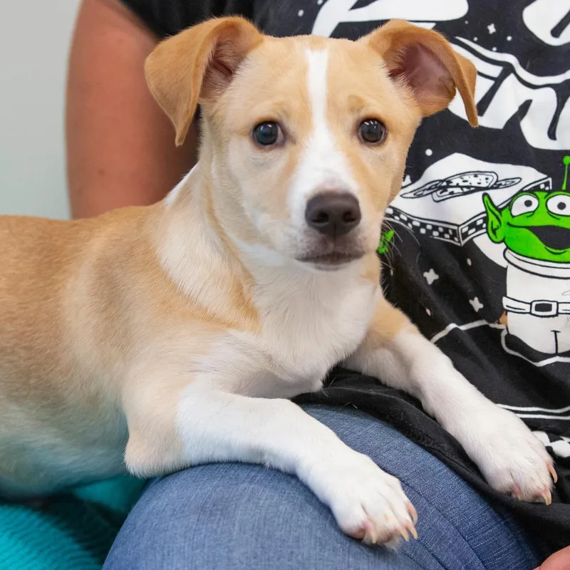 A baby small-sized male Yellow / Tan / Blond / Fawn Mixed Breed dog named Bruno for adoption in Cartersville, GA