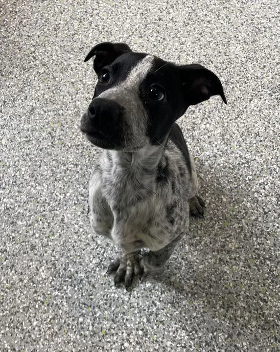 A young medium-sized female Black German Shepherd Dog dog named Ares for adoption in Jackson, MI