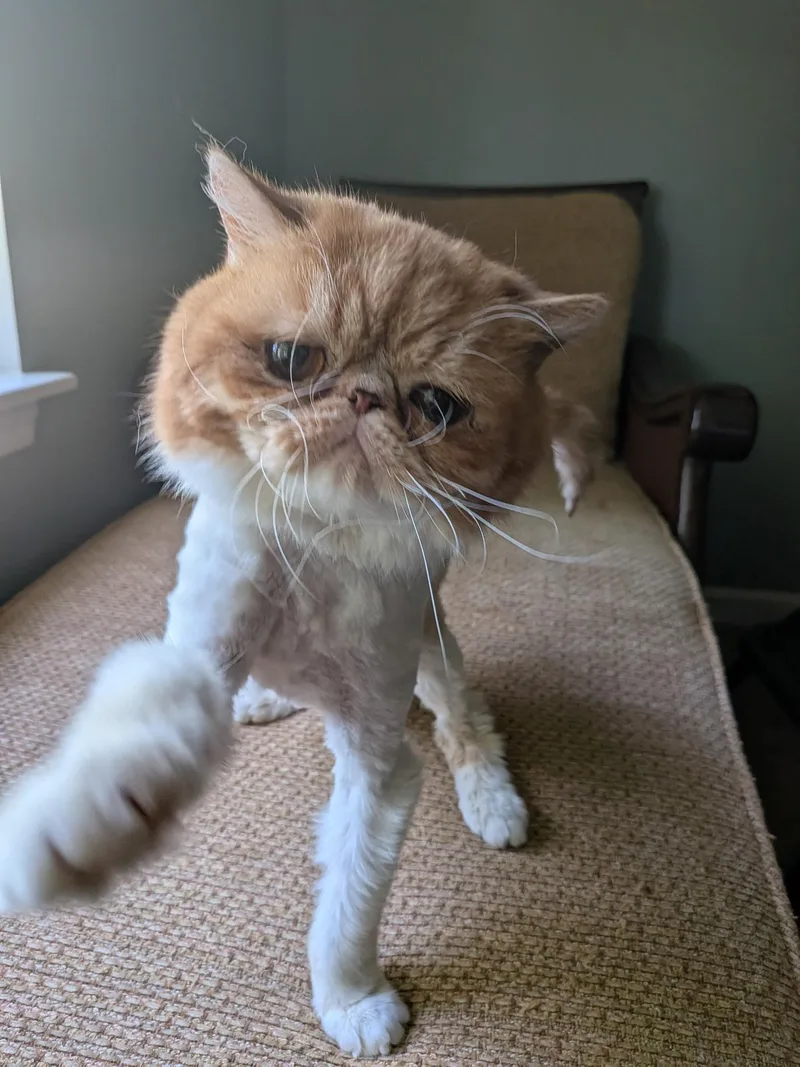 An adult medium-sized male Orange & White Exotic Shorthair cat named Patatas for adoption in Leesville, SC