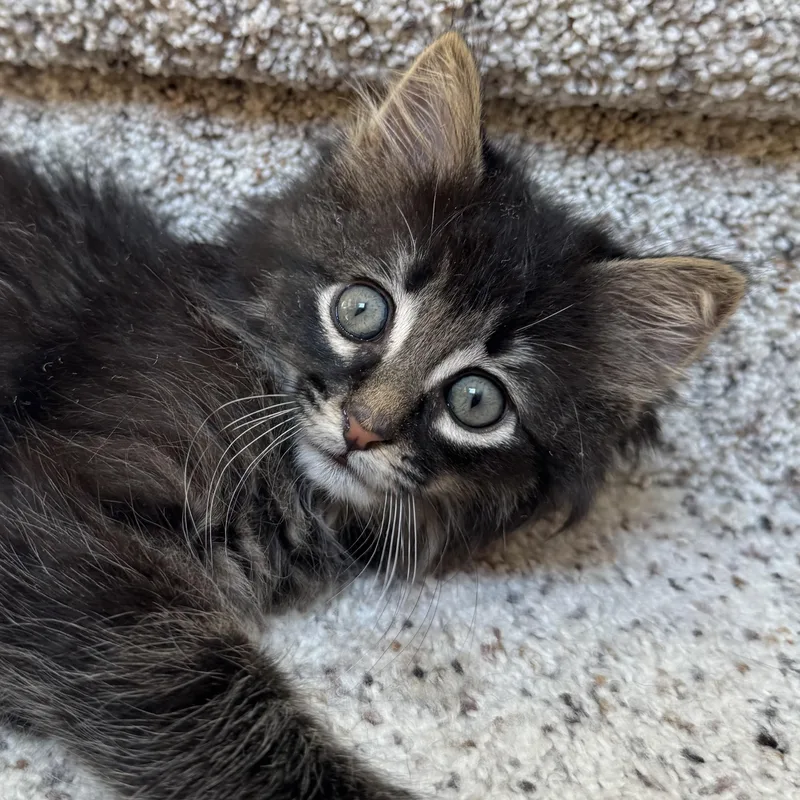 A baby medium-sized male Black Domestic Short Hair cat named Glasses for adoption in Keego Harbor, MI
