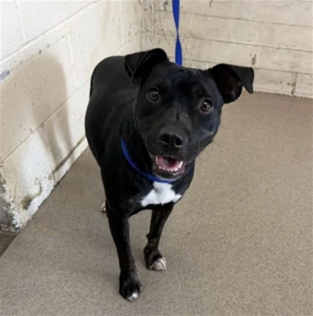 A young small-sized female Pit Bull Terrier dog named India for adoption in San Bernardino, CA