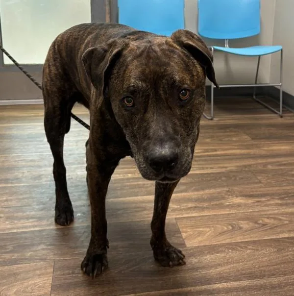 An adult extra large-sized male Mastiff dog named Bubba for adoption in San Diego, CA