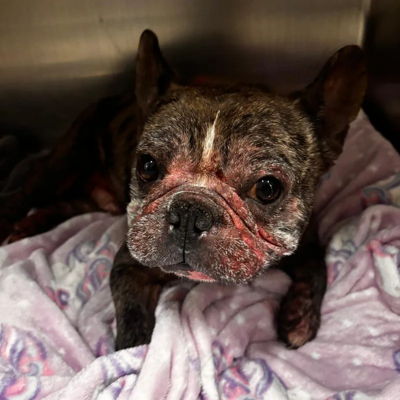 An adult small-sized male Black French Bulldog dog named Eric the Red for adoption in Northbrook, IL