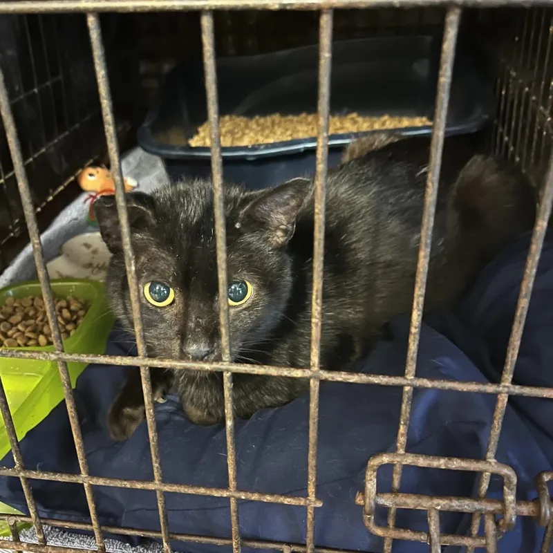 An adult small-sized male Black Domestic Short Hair cat named Panther for adoption in Stephenville, TX