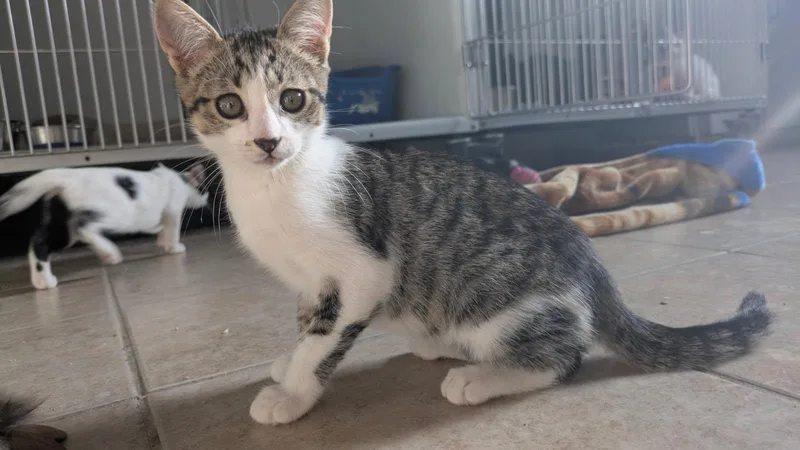 A baby medium-sized male Tabby (Brown / Chocolate) Domestic Short Hair cat named Zach for adoption in Eureka, CA
