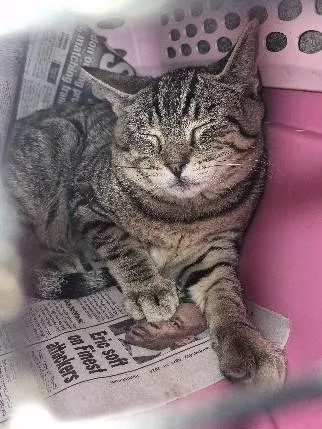 A baby medium-sized female Tabby (Buff / Tan / Fawn) Domestic Short Hair cat named Silly Sally for adoption in Keansburg, NJ