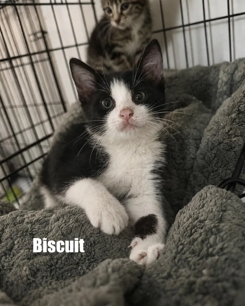 Biscuit