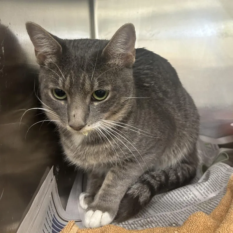 An adult medium-sized male Gray / Blue / Silver Domestic Short Hair cat named Nathan for adoption in Auburn, AL