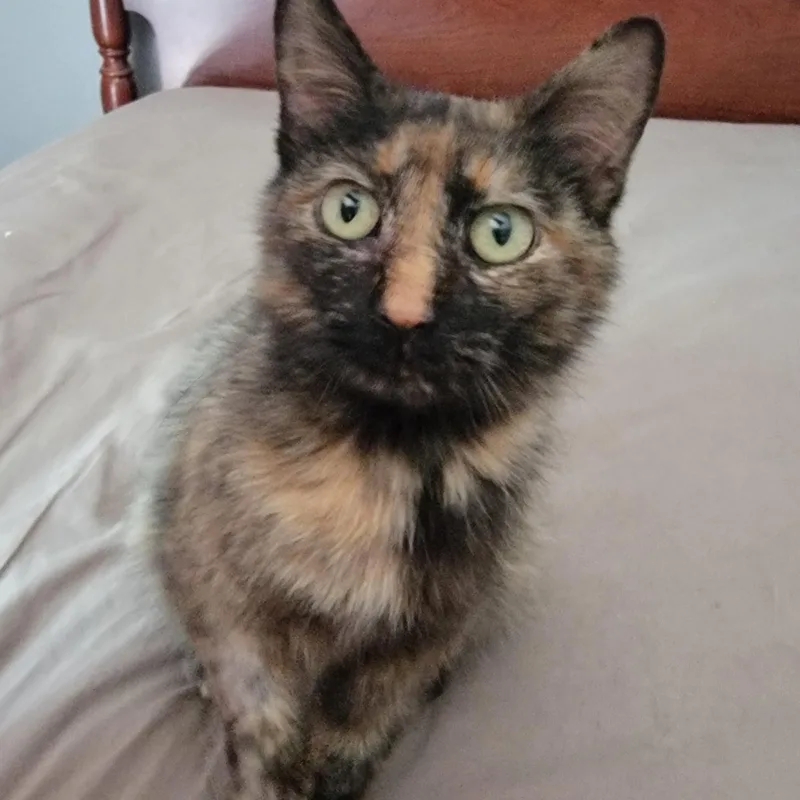 A young medium-sized female Tortoiseshell Domestic Short Hair cat named Shelly for adoption in Mount Sterling, KY