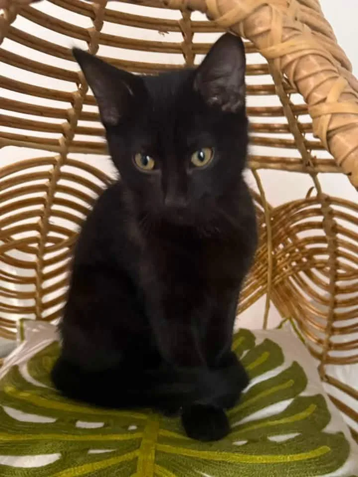 A baby medium-sized male Black Domestic Medium Hair cat named Pumpernickel for adoption in Calera, AL