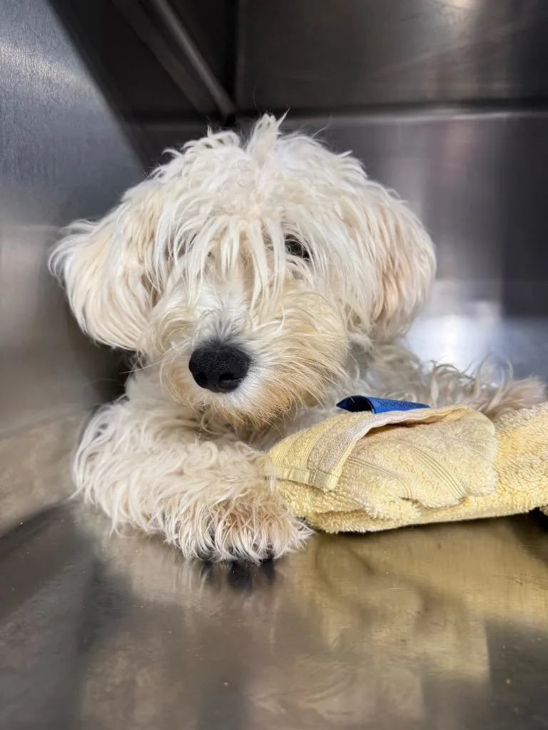 A baby small-sized female Schnauzer dog named Harmony $ for adoption in Milwaukee, WI