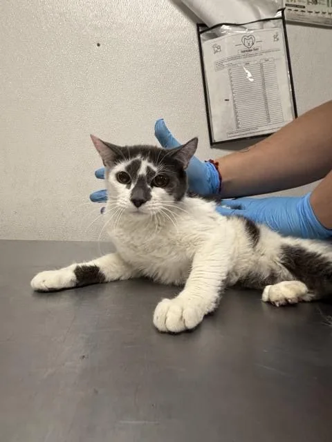 A young small-sized female Domestic Short Hair cat named Bonnie for adoption in San Bernardino, CA