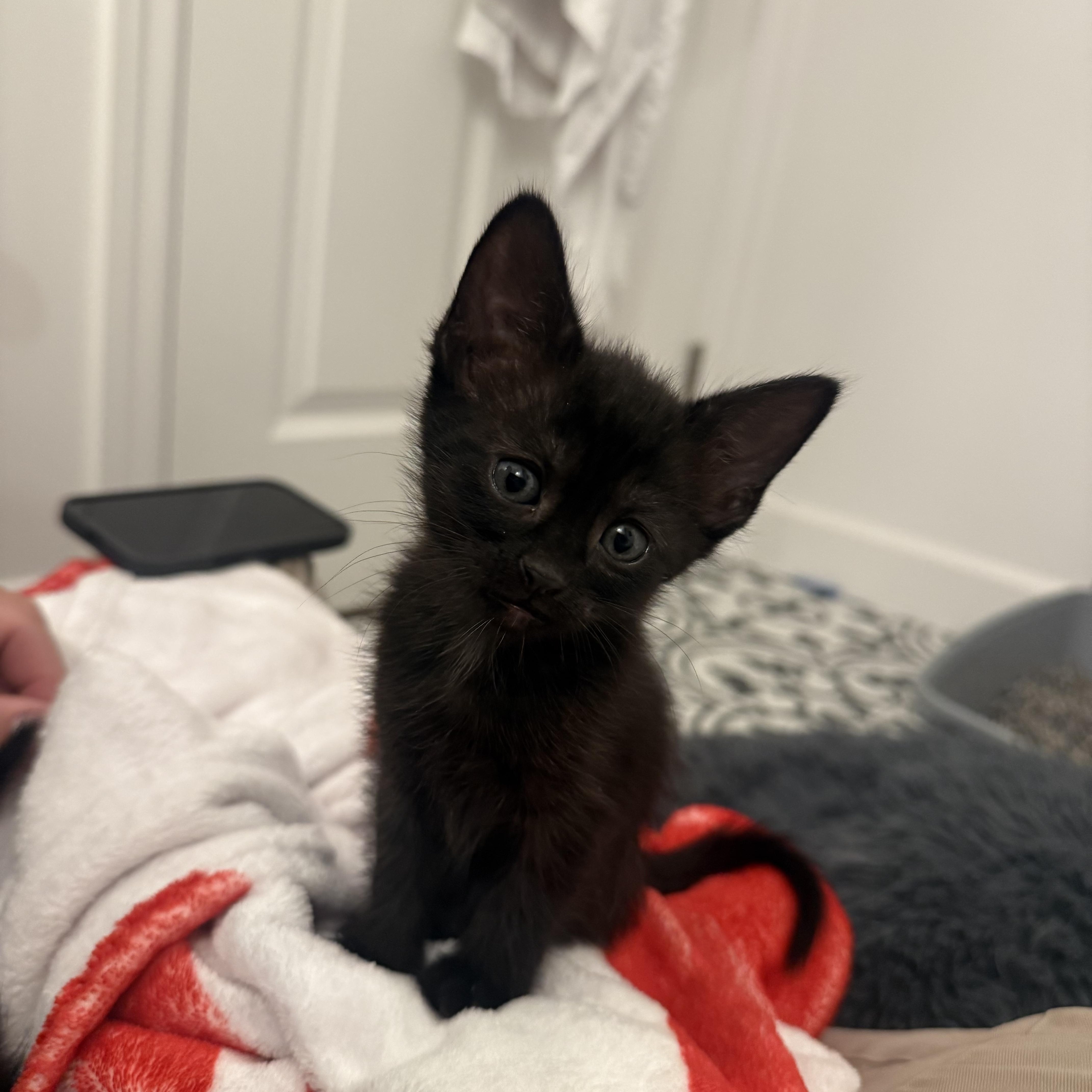 A baby medium-sized male Black Domestic Short Hair cat named Wally for adoption in Pacific Palisades, CA