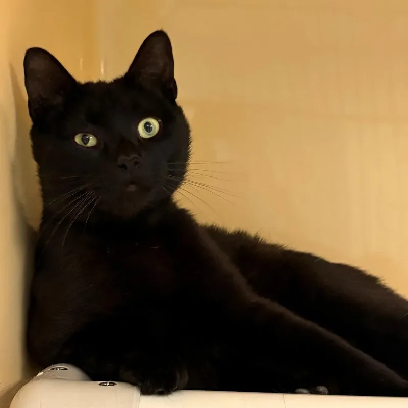 An adult large-sized male Black Domestic Short Hair cat named Vader for adoption in East Hanover, NJ