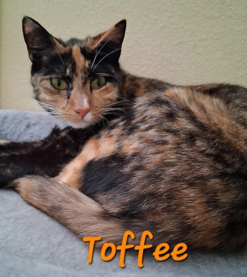 A young medium-sized female Domestic Short Hair cat named Toffee for adoption in Longwood, FL