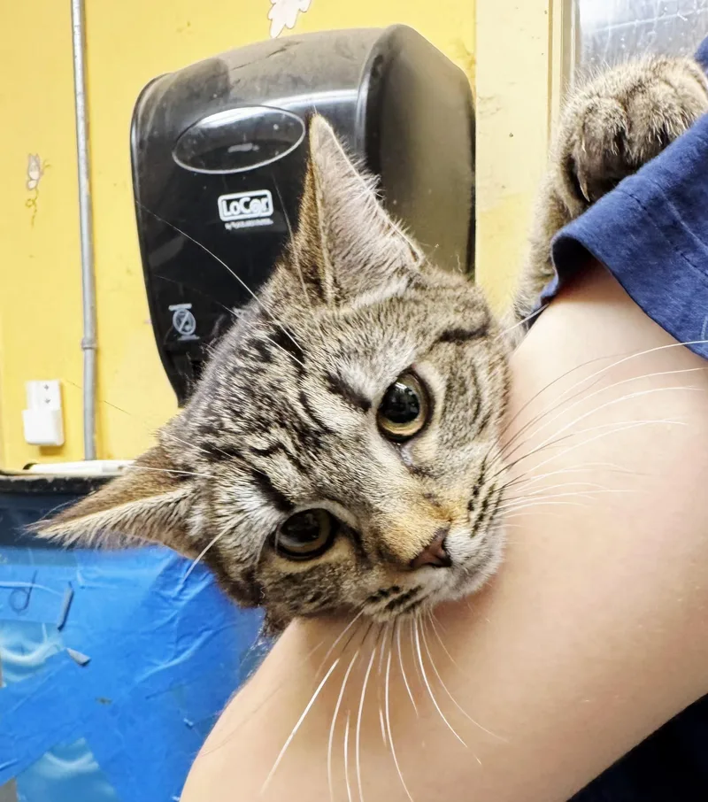 Brittany thumbnail 2