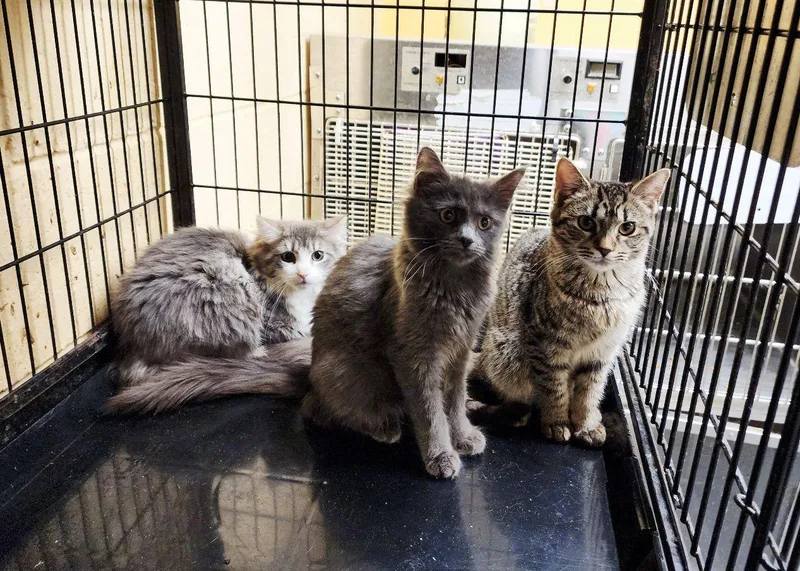 Brittany thumbnail 3