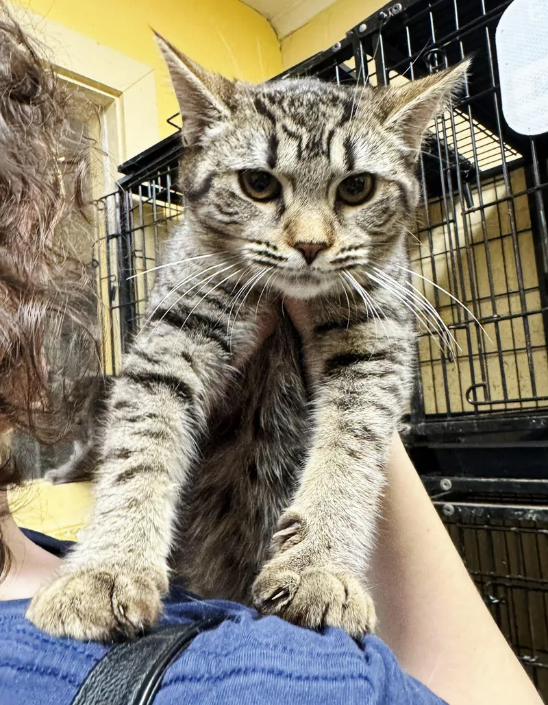 A young medium-sized female Tabby (Buff / Tan / Fawn) Tabby cat named Brittany for adoption in Perth Amboy, NJ