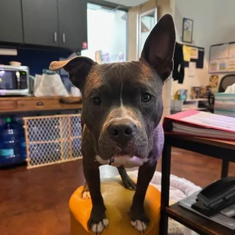An adult medium-sized male Pit Bull Terrier dog named Pufferfish for adoption in Chicago, IL