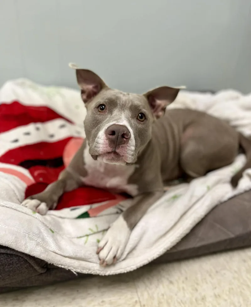 Harper thumbnail 5