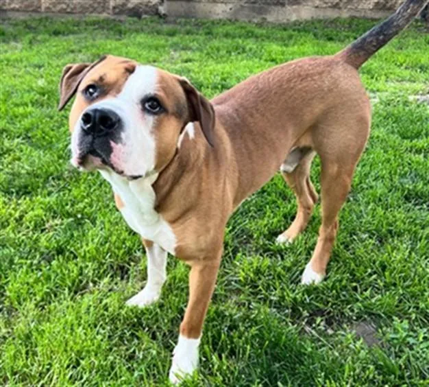 An adult large-sized male Pit Bull Terrier dog named Diesel for adoption in Aurora, IL