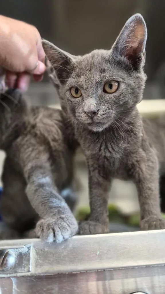 A baby medium-sized male Domestic Short Hair cat named Dash for adoption in Portland, IN