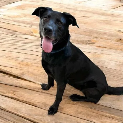 A young medium-sized female Labrador Retriever dog named Rosie for adoption in Cumberland, MD