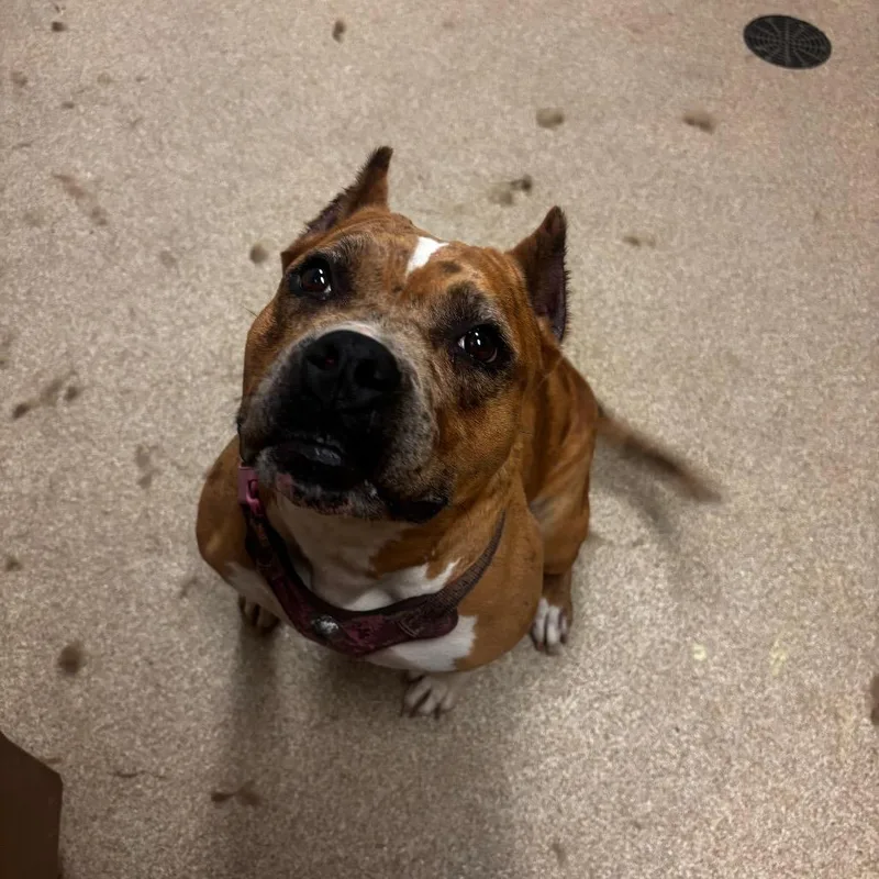 An adult large-sized female Red / Chestnut / Orange American Staffordshire Terrier dog named Onika Burger for adoption in Bristol, IN