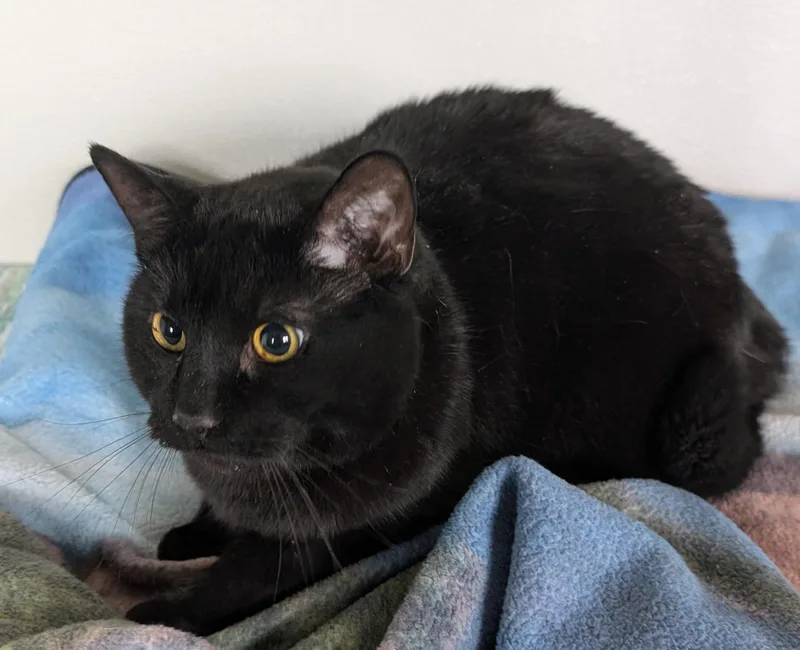 A senior large-sized female Black Domestic Short Hair cat named Raven for adoption in New Ulm, MN