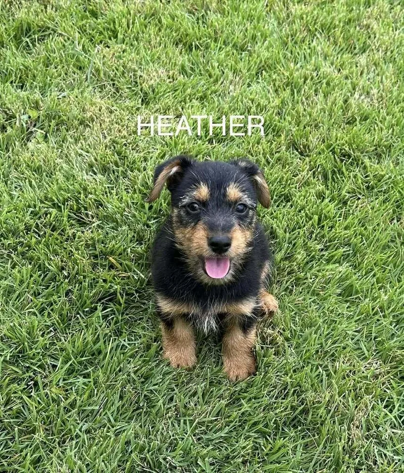 Heather